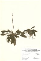 藏品(臺灣胡麻花)的圖片